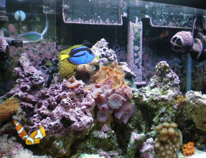 20 gallons reef tank (mostly live coral and fish) - after 7 months