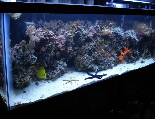 55 gallons reef tank (mostly live coral and fish) - picture of my reef tank  by side