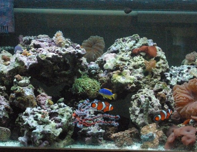 55 gallons reef tank (mostly live coral and fish) - my new 40 breeder about a month old