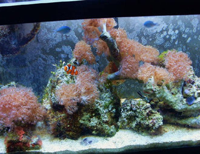 55 gallons reef tank (mostly live coral and fish) - tank shot