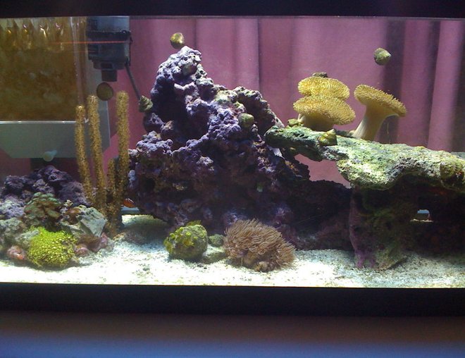 20 gallons reef tank (mostly live coral and fish) - tank