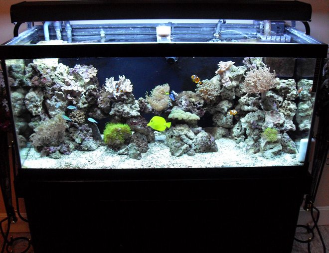 75 gallons reef tank (mostly live coral and fish) - another picture of my newly redesigned aquascape. someone told me my rockwork doesn't look natural, so I rearranged it. please rate.