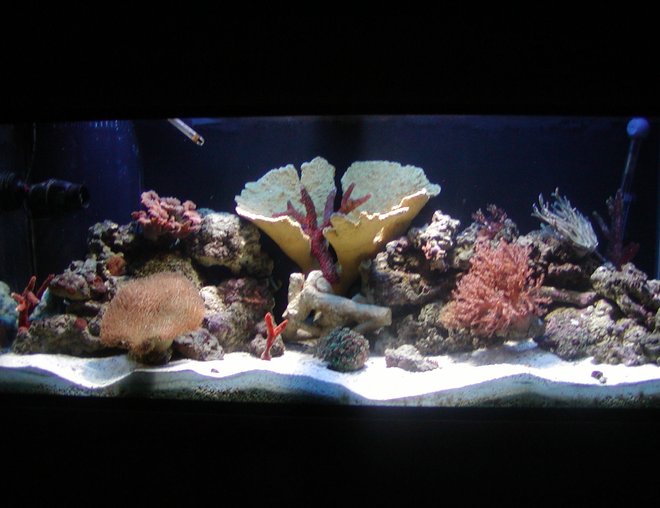 75 gallons reef tank (mostly live coral and fish) - 75 gallon reef tank with a little extra