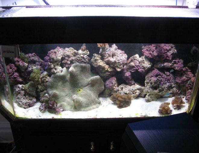 75 gallons reef tank (mostly live coral and fish) - Hand rebuilt and stained Dutch Aquarium Newly Aquascaped with Saddle (Haddon's) Anemone

Dutch Aquarium Systems Tank, drilled for 2X1.5" drains,  30 Gallon sump refugium combo. Aqualight Pro lights, Ocean Runner 6500 Pump (10-15X), Corner Koralias, ASM G2 Skimmer,Aquacontoller 3