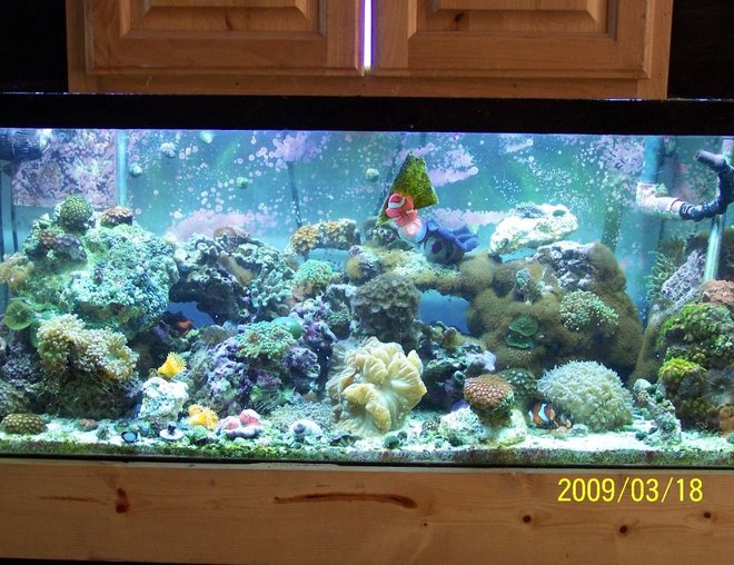 75 gallons reef tank (mostly live coral and fish) - My 75 gal Reef