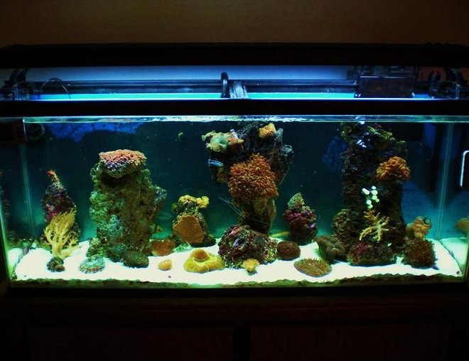 55 gallons reef tank (mostly live coral and fish) - 55 gallon reef tank 22 corals
and 6 fish
