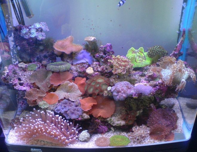 reef tank (mostly live coral and fish) - My small tank full of goodies :) 

Its not a big tank, 2ft high, 2ft long, 1.5ft wide.