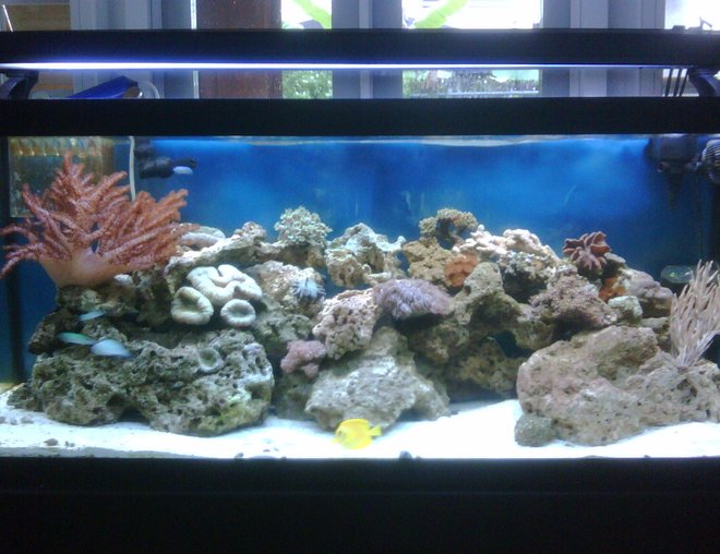 75 gallons reef tank (mostly live coral and fish) - 75g Tank
