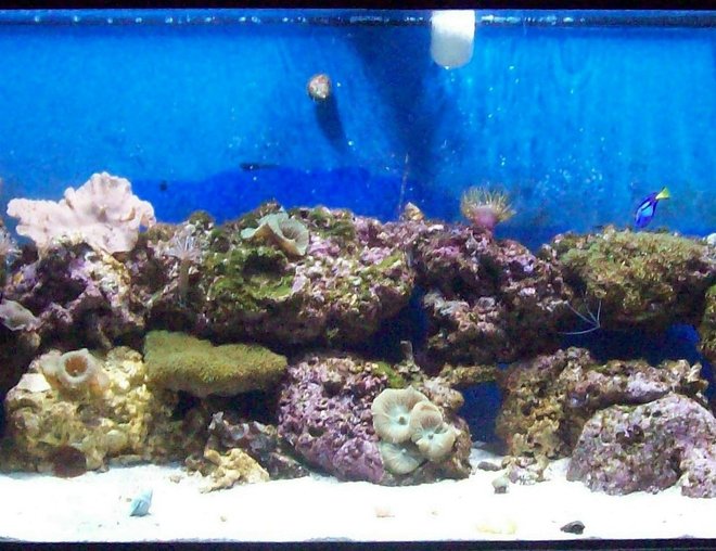 75 gallons reef tank (mostly live coral and fish) - my first try at a reef.