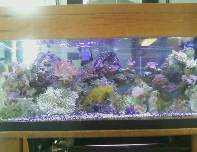 75 gallons reef tank (mostly live coral and fish) - 75g tank, lots of corals