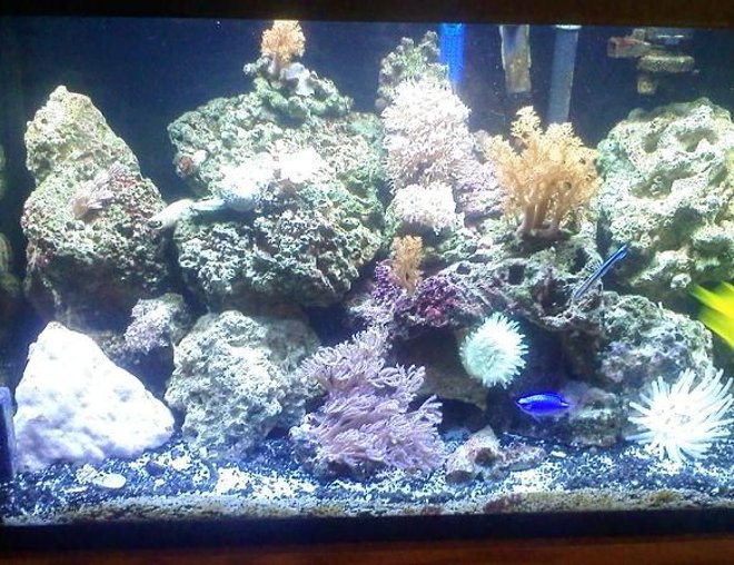 20 gallons reef tank (mostly live coral and fish) - my first saltwater tank