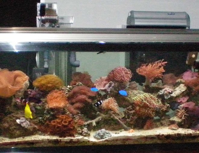 60 gallons reef tank (mostly live coral and fish) - I have a yellow tang, reef beautie, 2 blue dammsels, scooter bleene, dwarf lion fish,black clown and orange clown, copperband, urchent. inverts, 3 skunk cleaner shrimp, fireshrimp, pepermint shrimp, purple lobster, sally lightfoot, aarow crab, annome crab,had a green brittle he killed 200$ worth of fish, hes gone now.