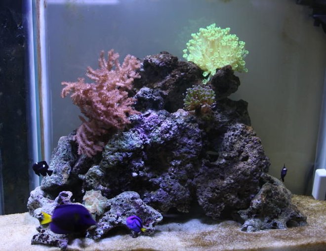 55 gallons reef tank (mostly live coral and fish) - my 55 galon reef and fish tank