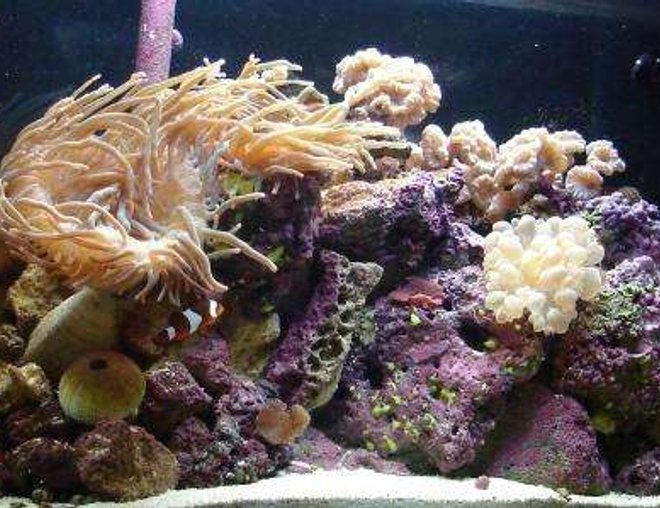 38 gallons reef tank (mostly live coral and fish) - 17 Months Old