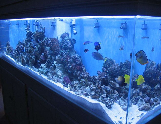 90 gallons reef tank (mostly live coral and fish) - full tank shot 265 gal.