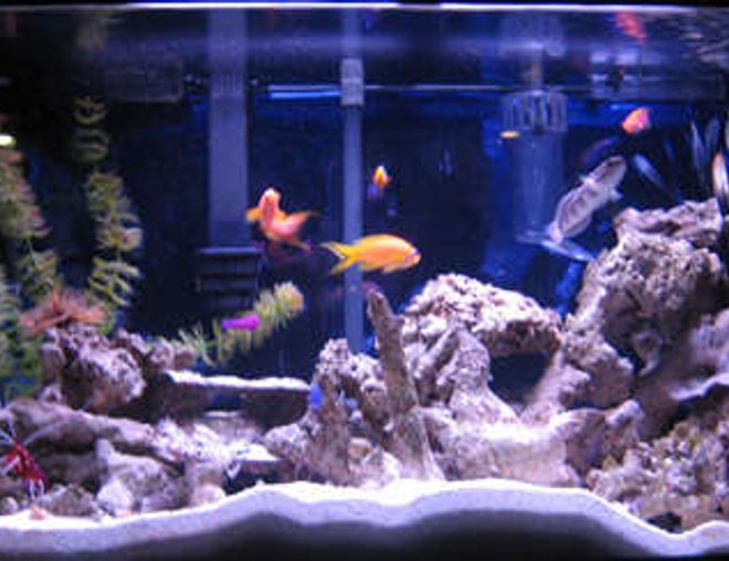 38 gallons reef tank (mostly live coral and fish) - fish tank 1 with fish, inverts, and live rock