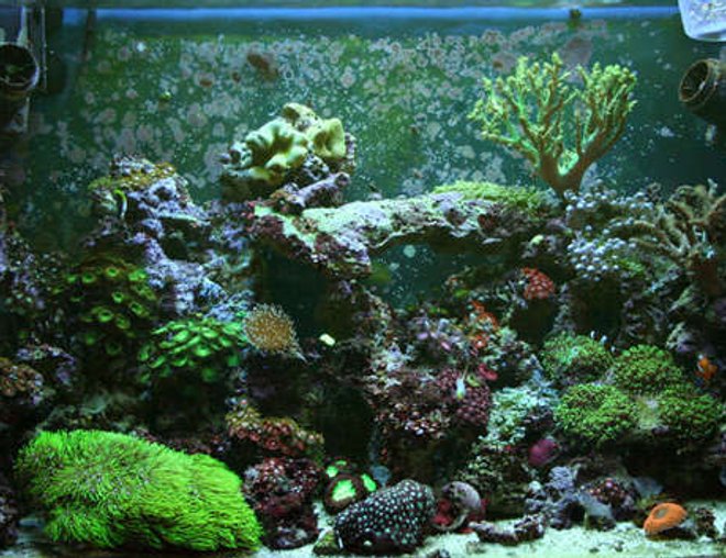 32 gallons reef tank (mostly live coral and fish) - 32g Reef
Tunze Doc Skimmer 9002
Aqualight Pro 24 MH 150w 10 000K Reeflux + 2-65w actinics
50 lbs LR + 2 SEIO 620
Fish's & cleanup crew