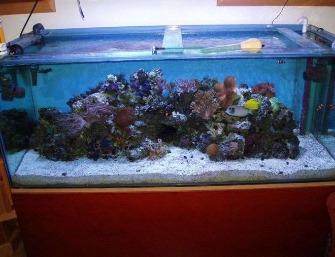 150 gallons reef tank (mostly live coral and fish) - 1 year on