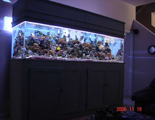 90 gallons reef tank (mostly live coral and fish) - another pic but updated what a difference