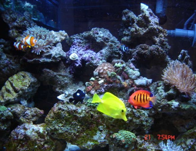 38 gallons reef tank (mostly live coral and fish) - 38 Gallon Reef