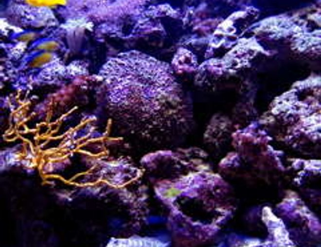 47 gallons reef tank (mostly live coral and fish) - This is my tank. 47 Gallon Pentagon. 70 lbs of Live rock, aquacultured. 50lbs crushed coral substrate. Several various marine-bred and aquacultured corals.  134 Watts of Compact lighting. Penguin Bio Filter, Wet/dry, Protein skimmer, 2 powerheads on wave device. -Growing for approx 3 years.