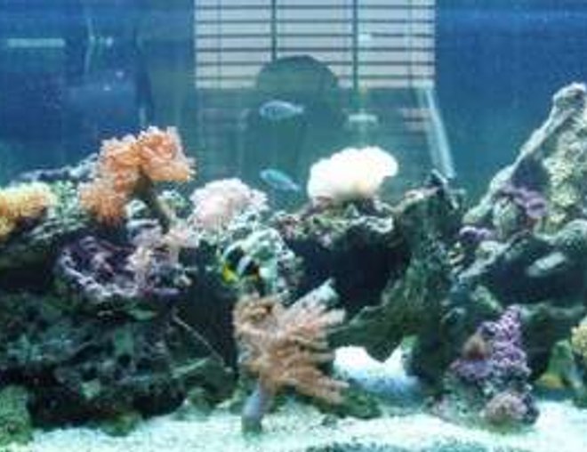 75 gallons reef tank (mostly live coral and fish) - 75 gallon tank