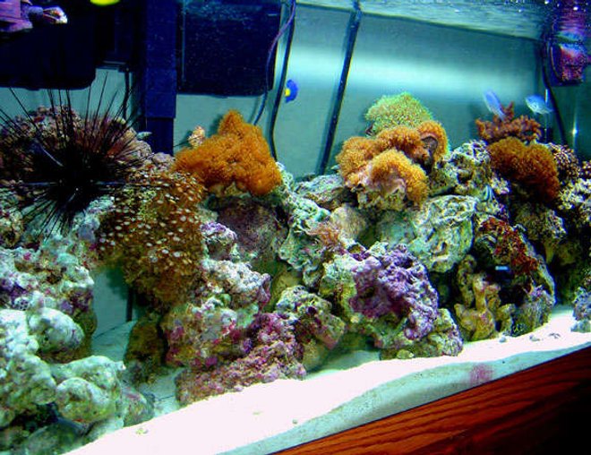 75 gallons reef tank (mostly live coral and fish) - An image of my 75 gallon reef tank.