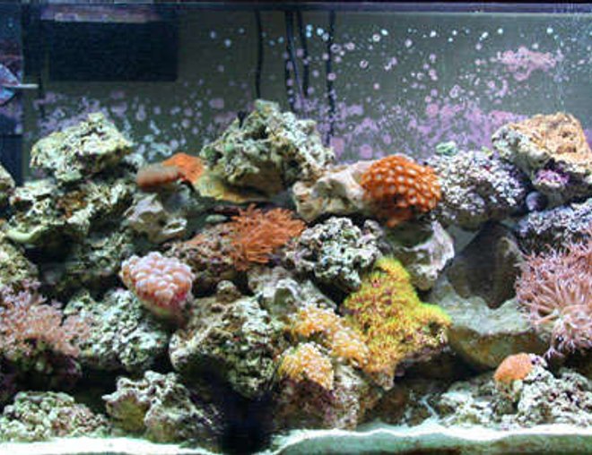 55 gallons reef tank (mostly live coral and fish) - A shot of my 55 gallon