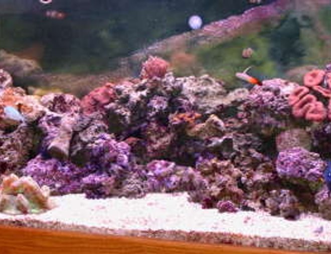 180 gallons reef tank (mostly live coral and fish) - new pic finally