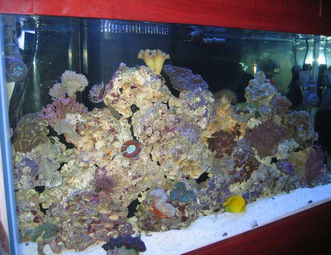 90 gallons reef tank (mostly live coral and fish) - 90 gallon reef tank, clam, mimic tank yellow leather, torch coral, clown fishes, coral beauty, fairywrasse, filiment wrasse, sand sifting gobey, scooter blenny,fox coral, dented brain, zoanthid colony, gorgonian fan, green clove polyp, feather dusters.