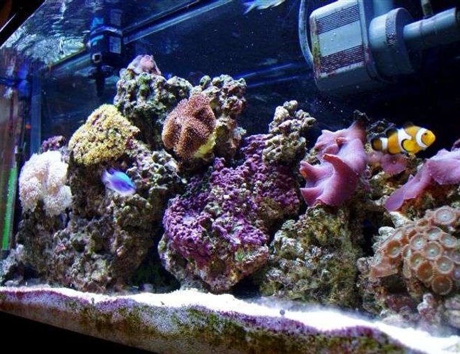 reef tank (mostly live coral and fish) - coral life