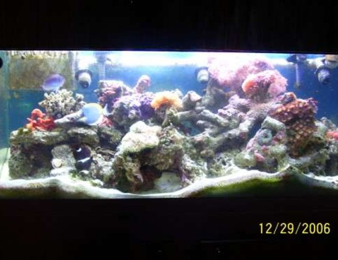 75 gallons reef tank (mostly live coral and fish) - Full tank view
