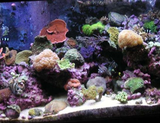 125 gallons reef tank (mostly live coral and fish) - Better Pic of my 125
