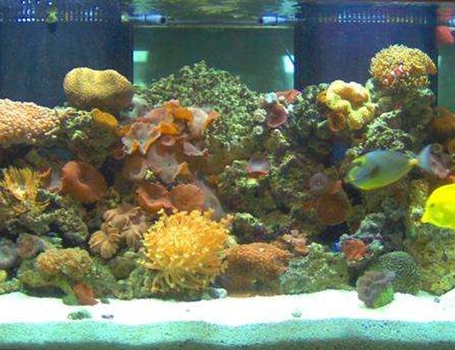 120 gallons reef tank (mostly live coral and fish) - 120 gal full reef saltwater tank. 150 lbs of live fiji rock. Tons of live coral.Huge clam! 2x 175 watt 10,000k meta halides. 2x 96 watt 10,000k compact flourescents, protien skimmer, Ultraviolet starlizer.