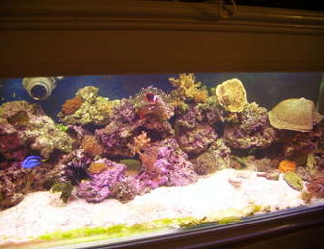 75 gallons reef tank (mostly live coral and fish) - unfortunately this tank broke a few days ago. but luckily i manged to save all live stock and they are now in a 100 gal setup. pics to come...
