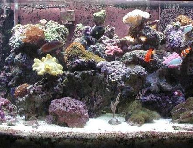 180 gallons reef tank (mostly live coral and fish) - Full Tank Display