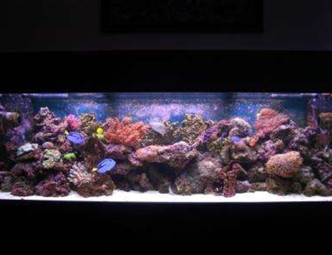 125 gallons reef tank (mostly live coral and fish) - 125g 72'x18'x22' VHO lighting ARO Ballasts, 880watts URI bulbs, 2 Seio 2600's, 150-200lbs of live rock, 100 lbs of live sand, ASM G3 protein skimmer, 35 gallon sump, mag 12 return pump, sedra pump running the skimmer, lots of corals, 1 Clown tang, 2 Blue Hippo tangs, 2 false percula's, 1 tile fish, 2 dart goby's, 1 blue damsel, 1 singapore angel, 2 cleaner shrimp, 1 purple loster, 1 corrase wrasse, 1 green chromis, 2 sand sifting star fish, lots of crabs and snails Total Cost Aprox 8500$