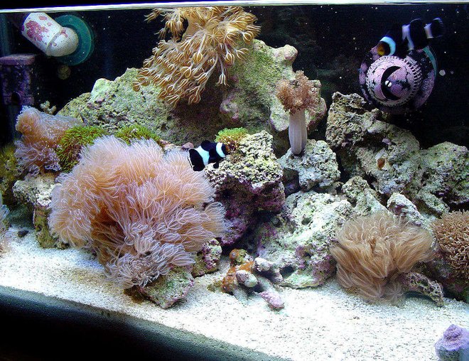 180 gallons reef tank (mostly live coral and fish) - 10g Nano Reef