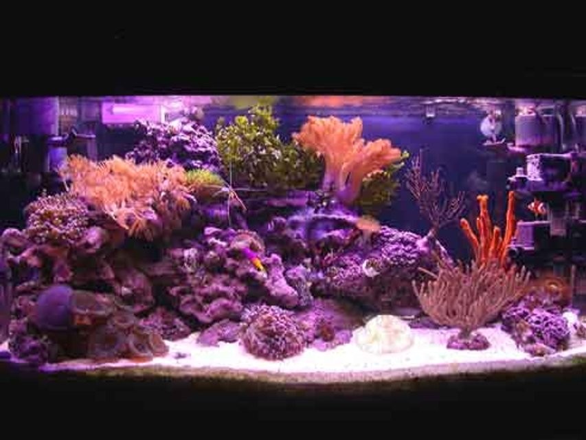 Rated #615: Reef Tank - 40 gallon reef tank. No sump, no refugium.