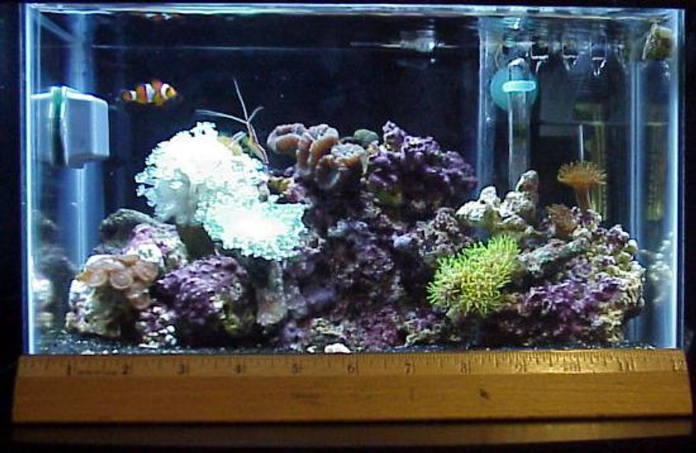 Rated #971: Reef Tank - 2.5 gal tank, 3x 13watt lights, a 50 watt heater, mini HOB filter, small assorted corals, 1 O. Clown and 1cleaner shimp