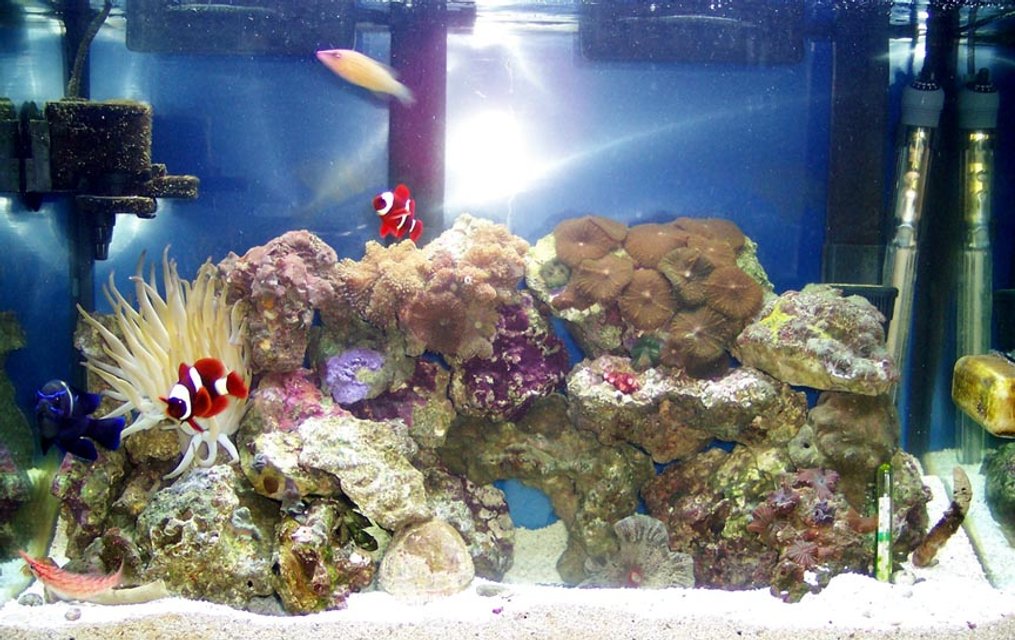 Rated #992: Reef Tank