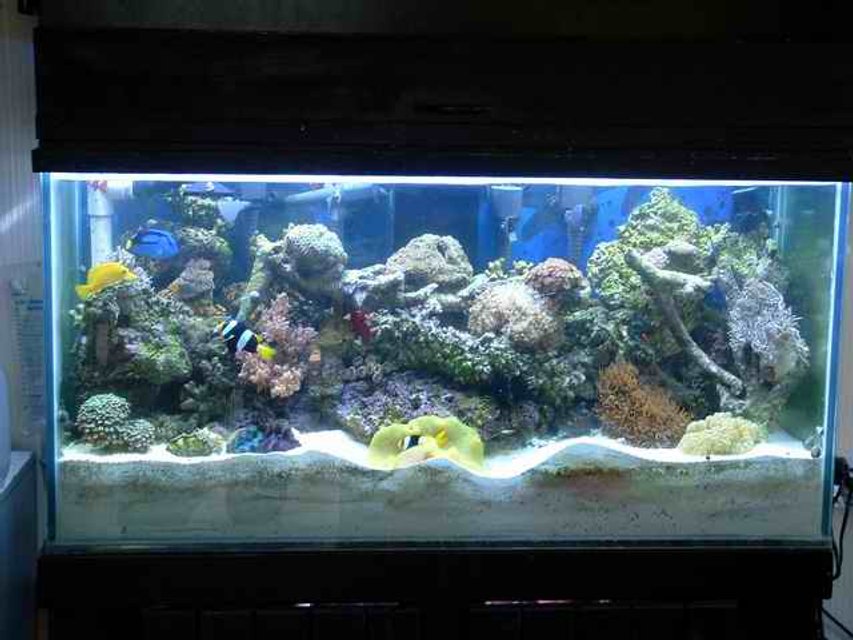 Rated #1047: Reef Tank - 90gal reef ready tank with 180 pounds of live rock 7" deep sand bed