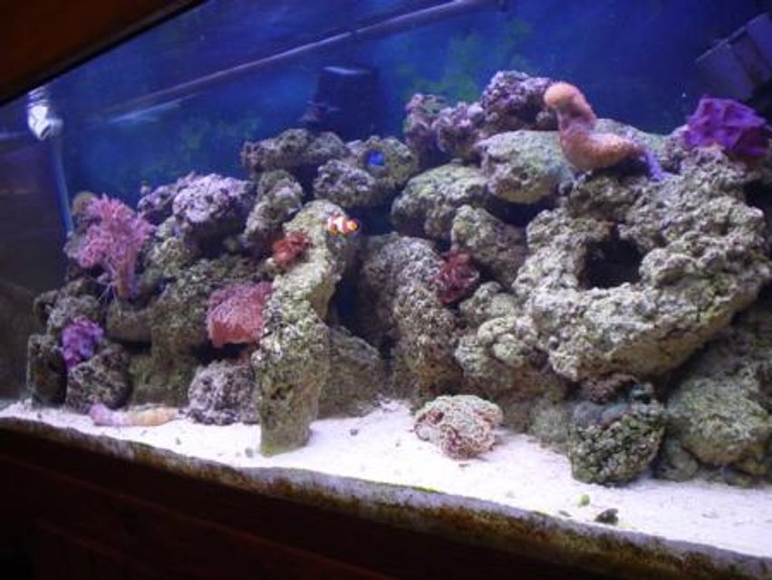 Rated #1096: Reef Tank - A 75g all DIY