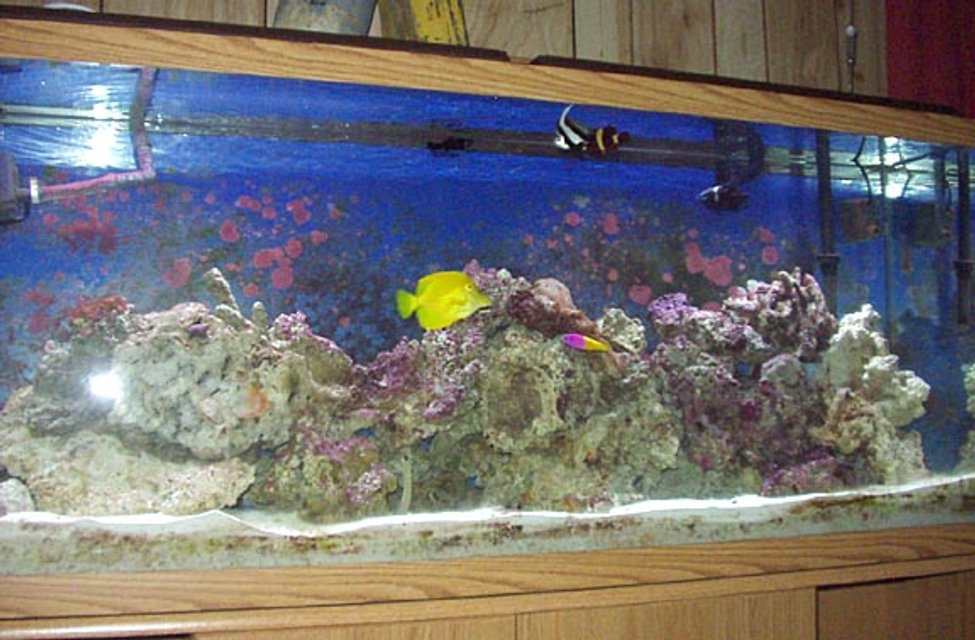 Rated #1255: Reef Tank - Basically FOWLR, althouth I do have a few polyps and mushrooms.