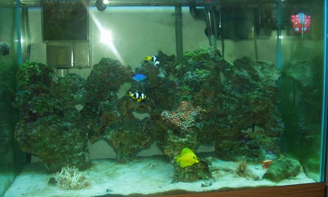 Rated #1297: Reef Tank - Saltwater with some corals, inverts, and reefs soon