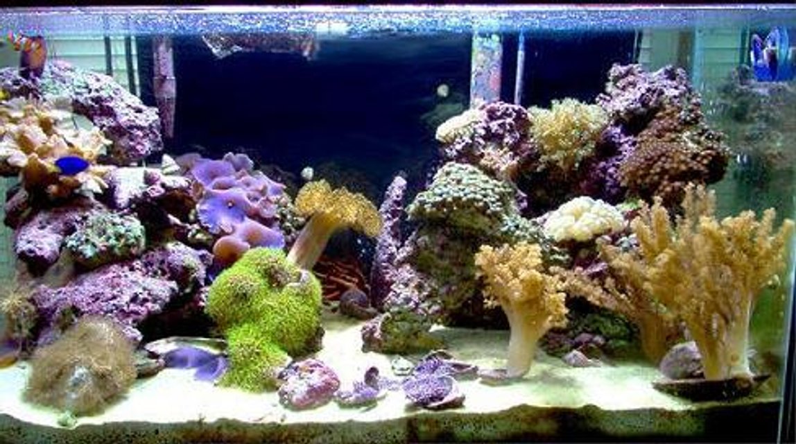 Rated #444: Reef Tank