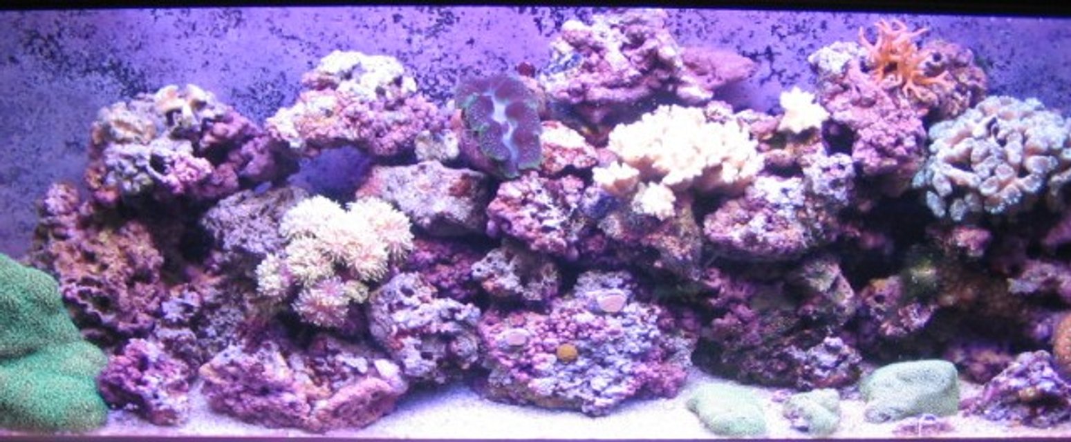 Rated #1008: Reef Tank - 55 Gallon Reef Tank