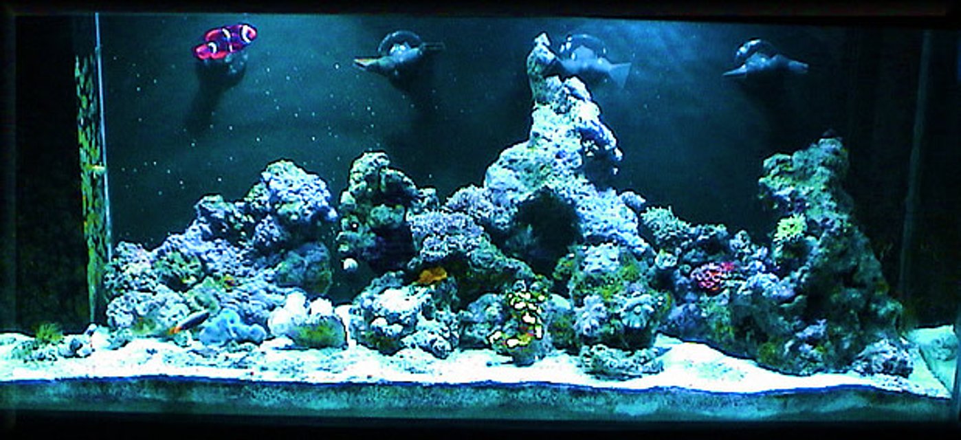 Rated #1027: Reef Tank - 60 AGA, 30g sump, Euro-Reef CS6-2, dual IceCap 12K Sunburst MH lighting.
