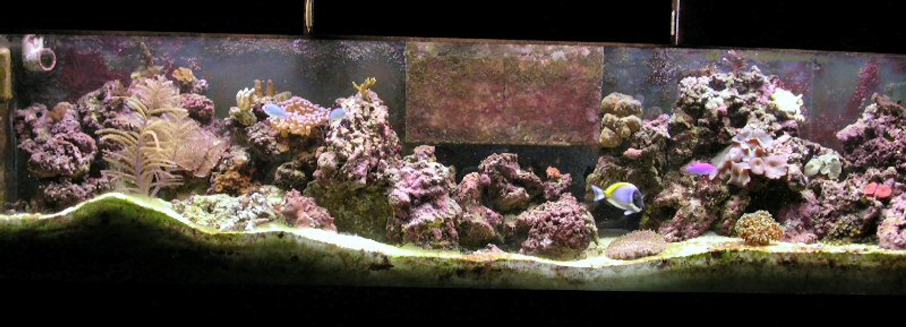 Rated #1198: Reef Tank