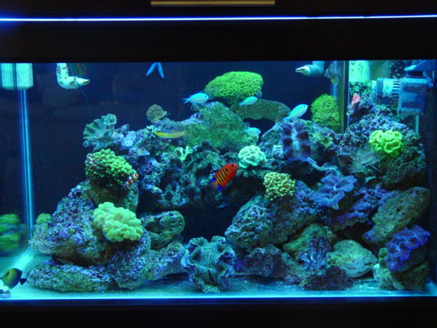 Rated #639: 62 Gallons Reef Tank - 62 gal 36x20x20  40 gal sump reef tank. SPS. LPS, 1x250 PFO ballast with Sun aquatics 20K. with T-5 Actinic's for supplement lighting, kalk reactor all lighting on a different digital timers, topp off with RO/DI,

neon wrasse, algae blenny,  2 HI fin gobies, flame angel, 5 green chromis, scopas tang, 2 pajama cardinals, blue linkia starfish, orange brittle star, srtiped brittlestar, assorted turbo's ,cerith''s snails  lots, 3 cleaner's, 2 x peppermints


green candy cane, yellow candy cane, frogspawn, hammer, star polyops, green bubble coral, gaint feather duster ,normal feather duster's, red chilli sponge, 3 crocea clams, 1 squamosa, branching provona, orange sun corals, green cap, pink cap, plate leather , green hydropona, branching leather.